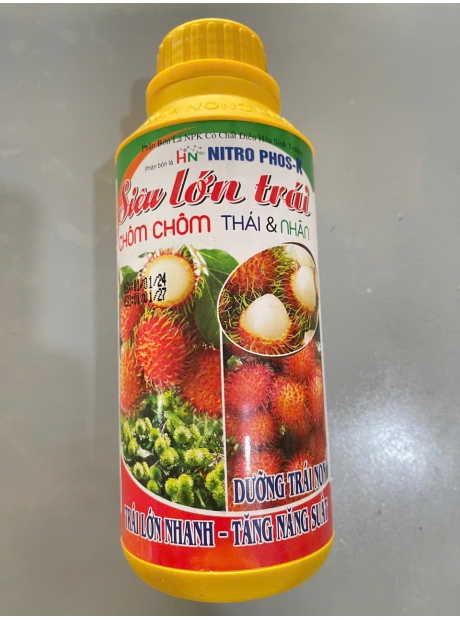Lớn trái trái chôm chôm Thái-Nhãn